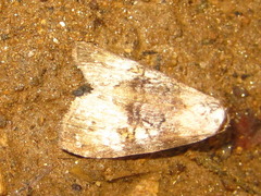 Bryophilina mollicula