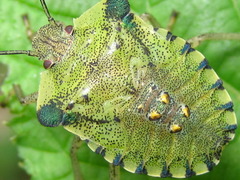 Pentatoma semiannulata