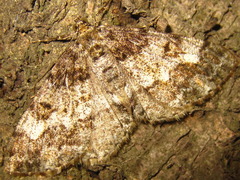 Alcis angulifera