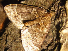 Ecliptopera umbrosaria