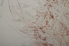 Sarcoscypha austriaca