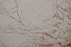 Sarcoscypha austriaca