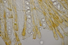 Neottiella albocincta