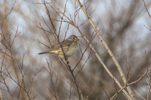 Escribano triguero (Emberiza calandra)