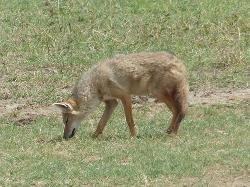 Canis lupaster