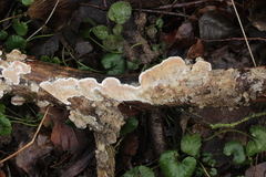 Gloeoporus dichrous