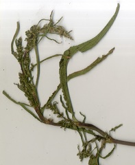 Rumex pseudonatronatus