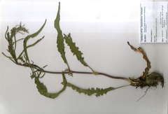 Rumex pseudonatronatus