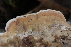 Gloeoporus dichrous