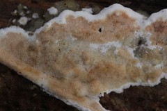 Gloeoporus dichrous