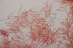 Gloeoporus dichrous