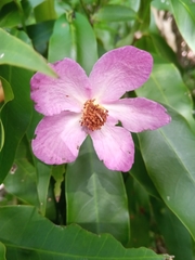 Diegodendron humbertii image