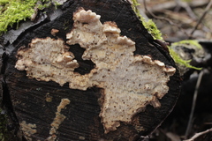 Cartilosoma rene-hentic