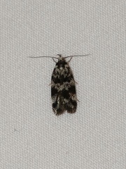 Barea eucapnodes