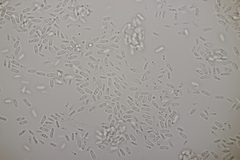 Cartilosoma rene-hentic