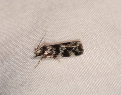 Barea eucapnodes