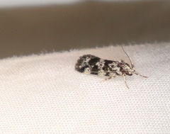 Barea eucapnodes
