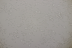 Cartilosoma rene-hentic