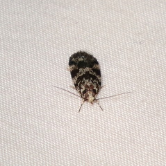 Barea eucapnodes