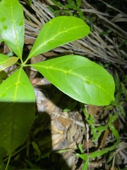 Cissus sterculiifolia