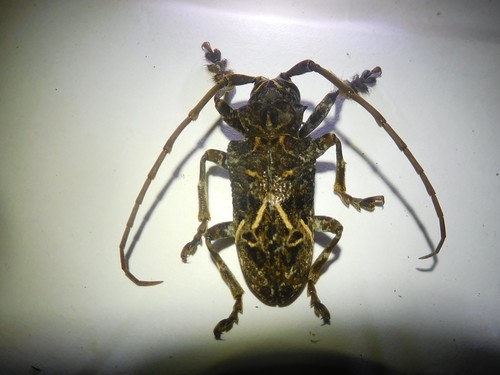 Phrynetopsis