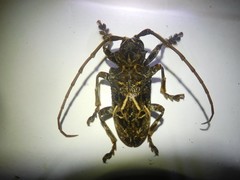 Phrynetopsis fuscicornis