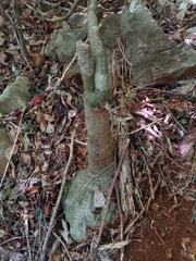 Adenia stylosa