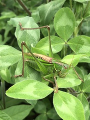 Gampsocleis buergeri