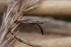 Claviceps arundinis