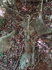 Adenia stylosa