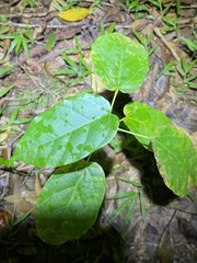 Sterculia quadrifida