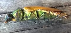 Temognatha gemmelli