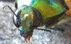 Temognatha gemmelli