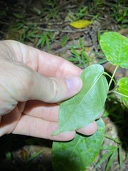 Sterculia quadrifida