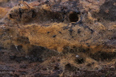 Tomentella ferruginea