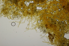 Tomentella ferruginea