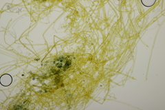 Tomentella ferruginea