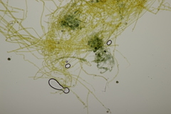 Tomentella ferruginea