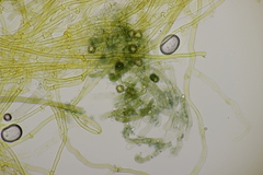 Tomentella ferruginea