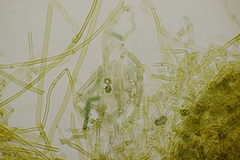 Tomentella ferruginea