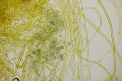 Tomentella ferruginea