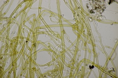 Tomentella ferruginea