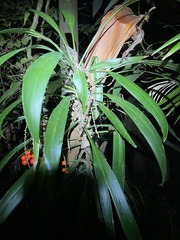 Cordyline rubra