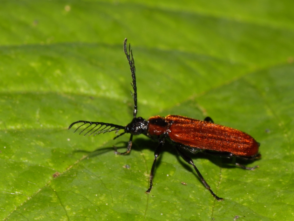 Scarce Cardinal Beetle