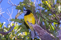 Pachycephala pectoralis contempta