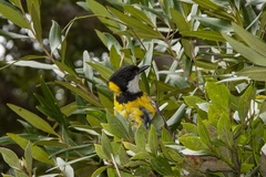 Pachycephala pectoralis contempta