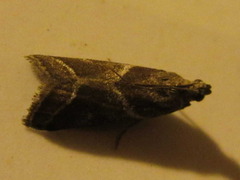 Nyctegretis triangulella