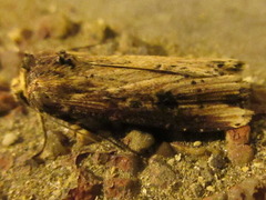 Axylia putris
