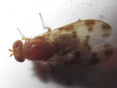 Homoneura mayrhoferi