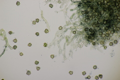 Tomentella ferruginea